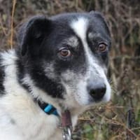 Wo sind Susus Menschen?, Hündin zur Adoption