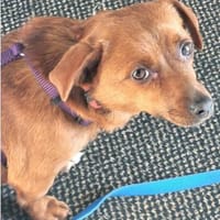 Wundervolle Leni sucht Familie, Hündin zur Adoption