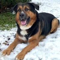 JENN-BALU - gutmütig&kinderlieb, Hund zur Adoption