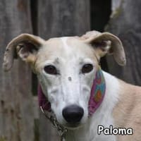 PALOMA, Hündin zur Adoption