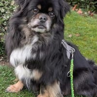 Draco in 59329 Wadersloh, Hund zur Adoption