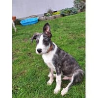 Jeppe - wartet in 91358 Kunreuth, Hund zur Adoption