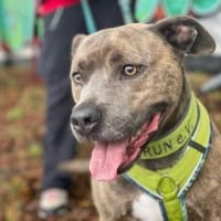 Blue, Hund zur Adoption