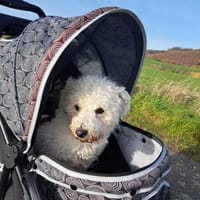 TOTO - Freude und gute Laune verbreiten, Hund zur Adoption
