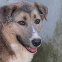 Akashira - freundlich u. verspielt, Hündin zur Adoption