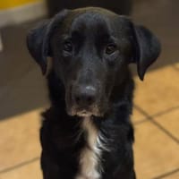 Jasko möchte mit die Welt entdecken., Hund zur Adoption