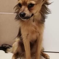 Verspielter Yoda sucht tolle Familie💖, Hund zur Adoption