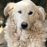 FIAMMETTA - bald auf PS in Sachsen, Hündin zur Adoption