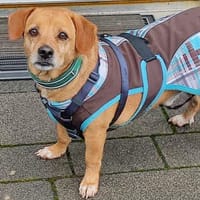 Dackelmix ALBU - treu und anhänglich, Hund zur Adoption