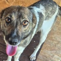 Jipsy ist eine Traumhündin 🐾, Hündin zur Adoption