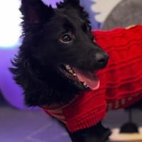 Aylo such seine Herzensmenschen..., Hund zur Adoption