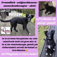💕Willow💕 sucht ihre Familie 💗🐾, Hündin zur Adoption