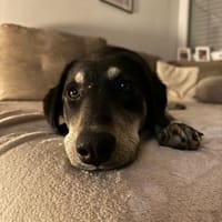 Finley sucht sein Für-immer-Zuhause 💙🐾, Hund zur Adoption