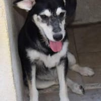 Blus, lieb wünscht sich Zuhause,, Hund zur Adoption