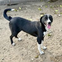 Ezra, eine liebe, freundliche Hündin, Hündin zur Adoption