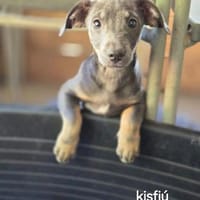 Menta, verspielter Mischlingswelpe, Hund zur Adoption