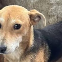 Mirika ist eine freundliche Hündin 🐾, Hündin zur Adoption