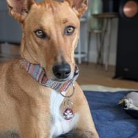 Elias, Hund zur Adoption