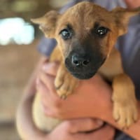 Jette - die fröhliche Maus 🐾, Hund zur Adoption