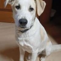 Hunter möchte ein Zuhause, Hund zur Adoption