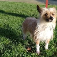 MAVI, chienne à adopter