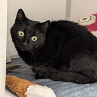 COLA, chatte à adopter