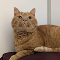 RON, chat à adopter