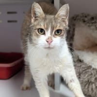 GRISETTE, chatte à adopter