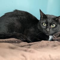 FOUDRE, chatte à adopter