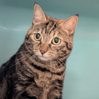 UNA dite NANA, chatte à adopter