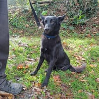 Ficelle, chienne à adopter