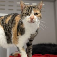 LITCHI, chatte à adopter