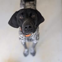 VIVALDI, chien à adopter