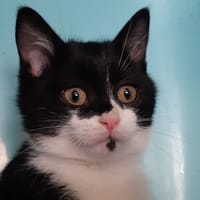 Maboul, chat à adopter