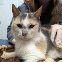 GRISOUILLE, chatte à adopter