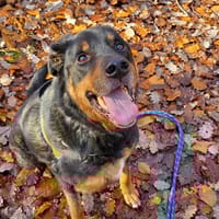 MILO PAA24024, chien à adopter