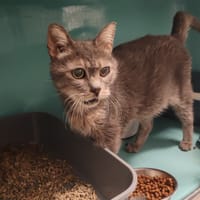 WOODY, chat à adopter