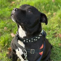 MAD MAX, chien à adopter