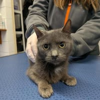 BABOUCHE, chatte à adopter