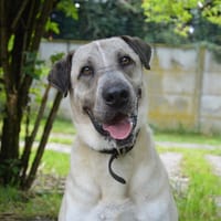 ORKY, chien à adopter