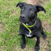 SULLY, chien à adopter