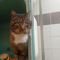 FOX, chat à adopter