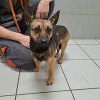 Woody, chien à adopter