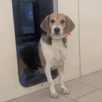 MILEY, chienne à adopter