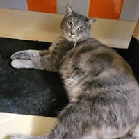 PAB28310 Oasis, chat à adopter