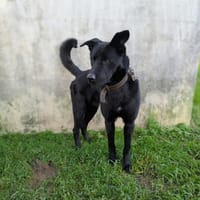 CROCMOU, chien à adopter