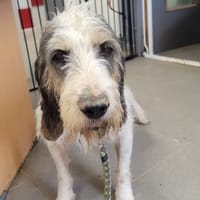 Patpat, chien à adopter