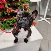 Baloo, chien à adopter