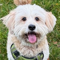 Nounours, chien à adopter