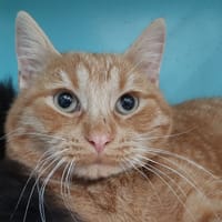 Rackam, chat à adopter